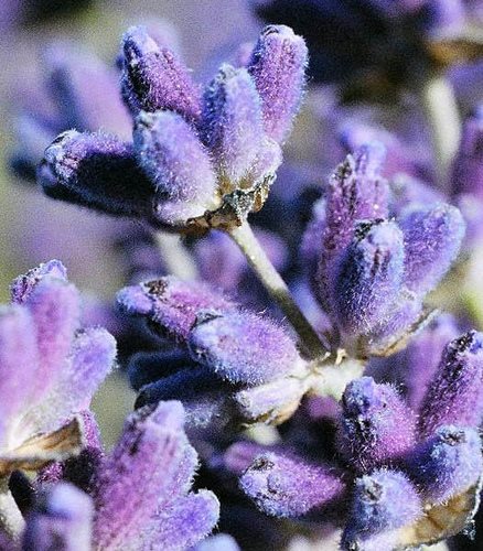 Lavender Blooms