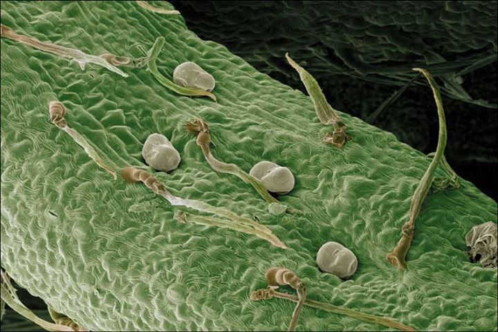 Plant under a microscope